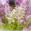 Is Clary Sage Good for the Skin?